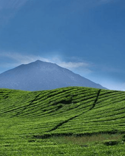 Champs de thé , avec en arrière plan le Volcan Kerinci à Sumatra volcan kerinci