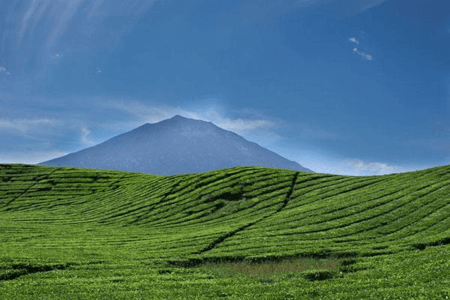 Champs de thé , avec en arrière plan le Volcan Kerinci à Sumatra volcan kerinci