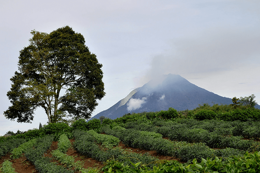 Paysage de champs de the et en arriere plan , le volcan Sinabung a Sumatra
