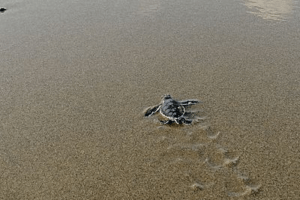 Lâché de tortue sur la plage de sukamade