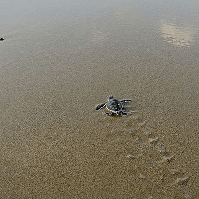 Lâché de tortue sur la plage de sukamade