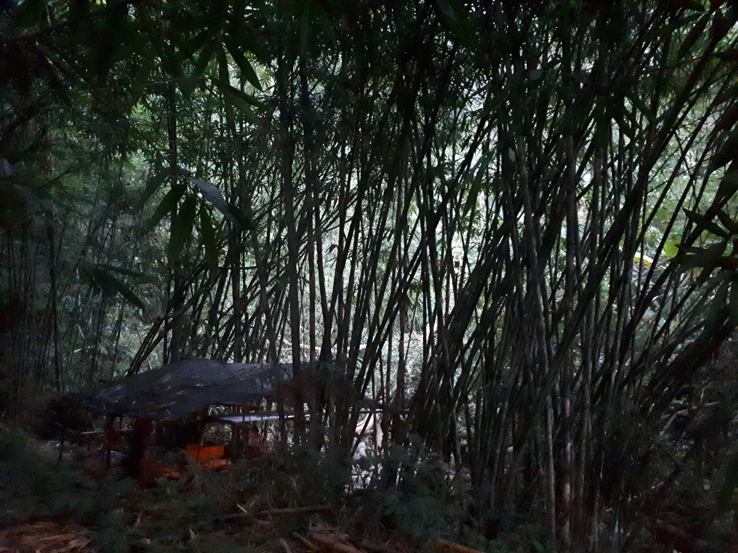 foret de bambou a bali