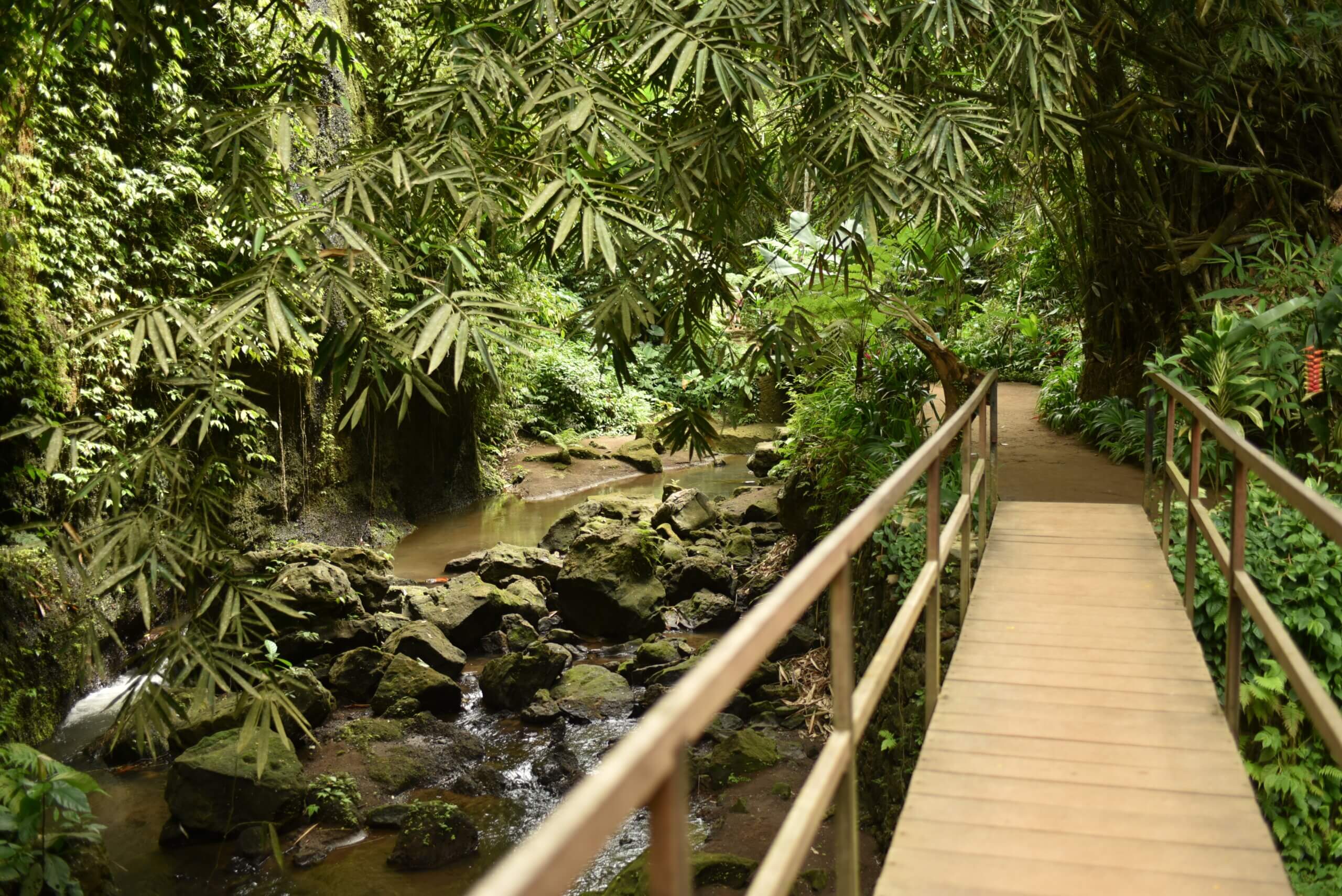 Pont au dessus d'un ruisseau au milieu de la jungle