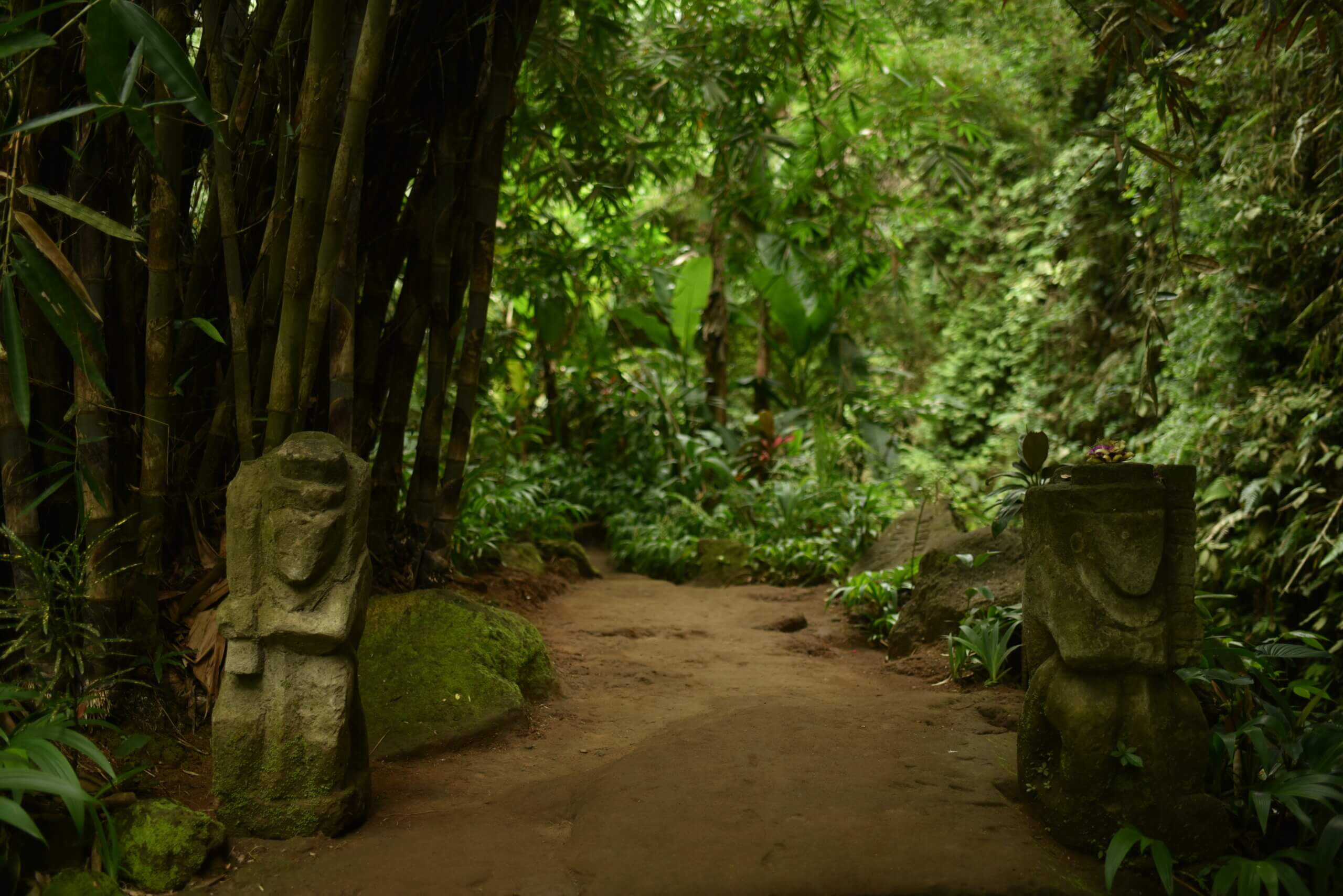 Sentier au milieu de la jungle à Bali