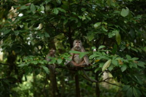 Singes de Monkey forest à Bali