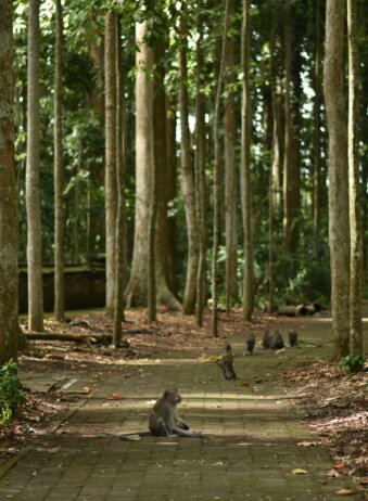 Archipel360 - Bali - Nature - Sangeh Monkey Forest (13)