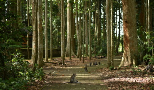 Archipel360 - Bali - Nature - Sangeh Monkey Forest (13)