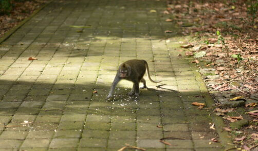 Archipel360 - Bali - Nature - Sangeh Monkey Forest (14)