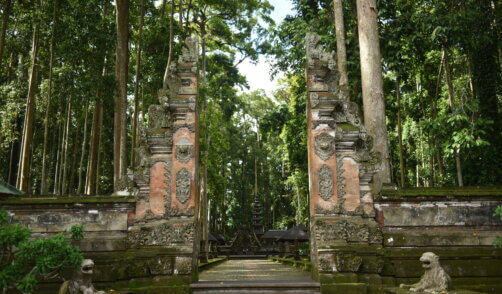 Archipel360 - Bali - Nature - Sangeh Monkey Forest (4)