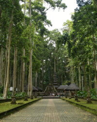 Archipel360 - Bali - Nature - Sangeh Monkey Forest (5)