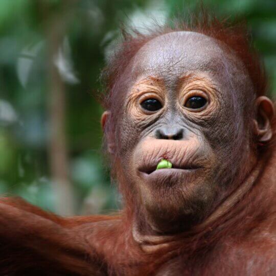 archipel360-Borneo-Tanjung-91