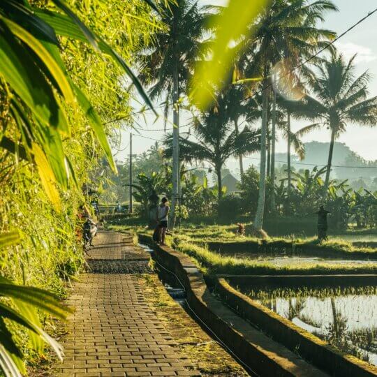 Bali - Rizieres