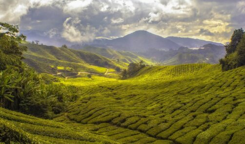 Java Wonosari Thea Plantation