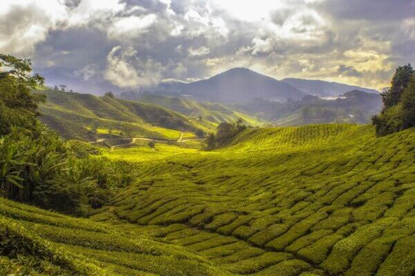 Java Wonosari Thea Plantation