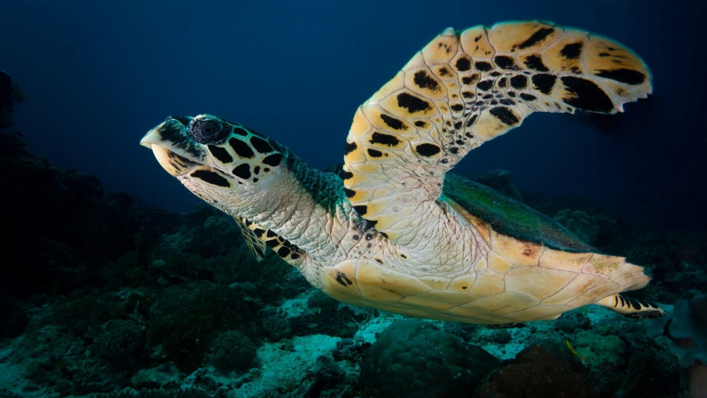 Nature - Sea - Turtle