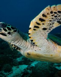 Nature - Sea - Turtle