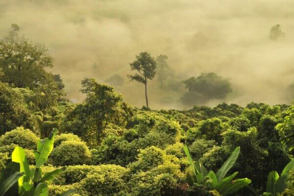 Sumatra Jungle 2