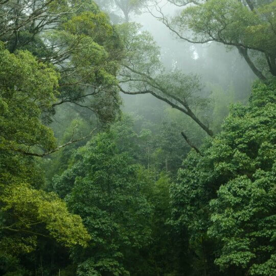 Sumatra Jungle 3