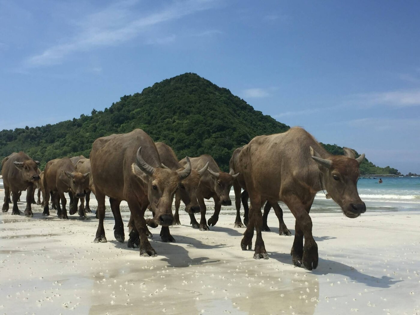 buffles-Lombok-Selong Blanak-plage