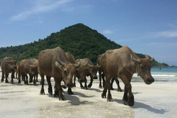 buffles-Lombok-Selong Blanak-plage