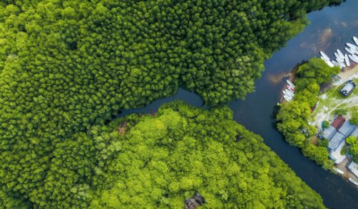 vue aerienne-Borneo-Tanjung Puting-nature