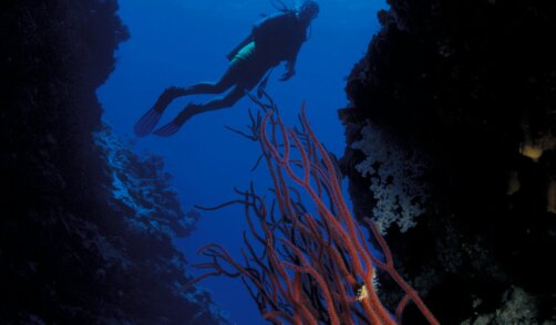 Bali Amed Diving