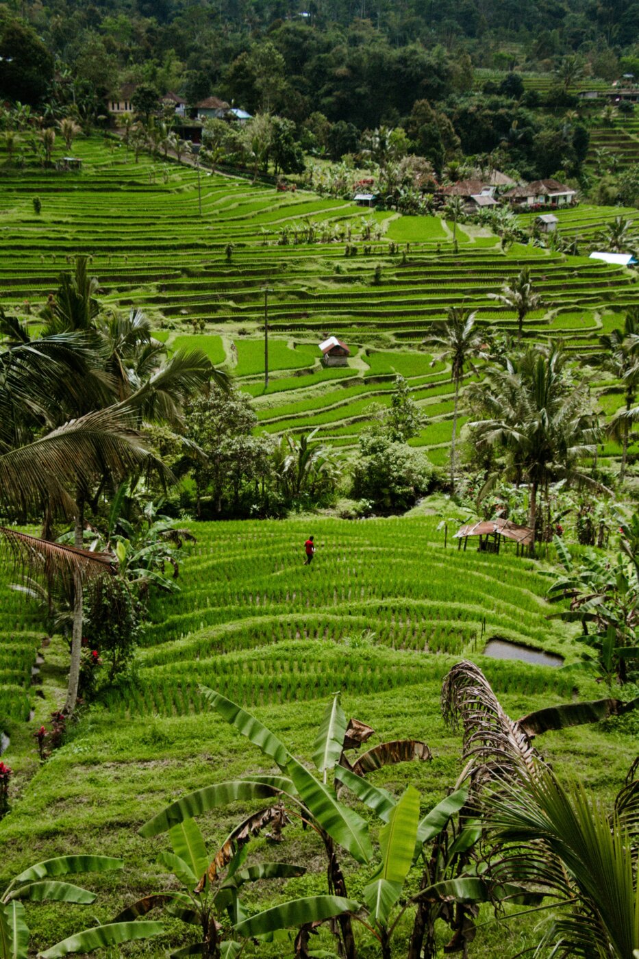 Bali Jatiluwih 13