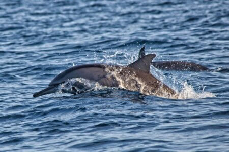 Bali Lovina Dolphin 2