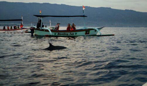 Bali Lovina Dolphin 3