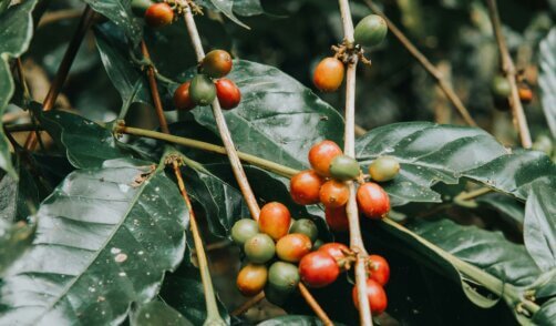 Bali Munduk Coffee 1