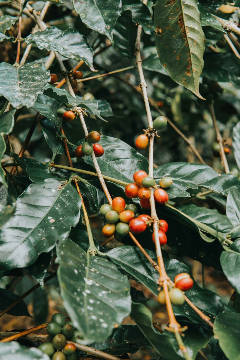 Bali Munduk Coffee 1