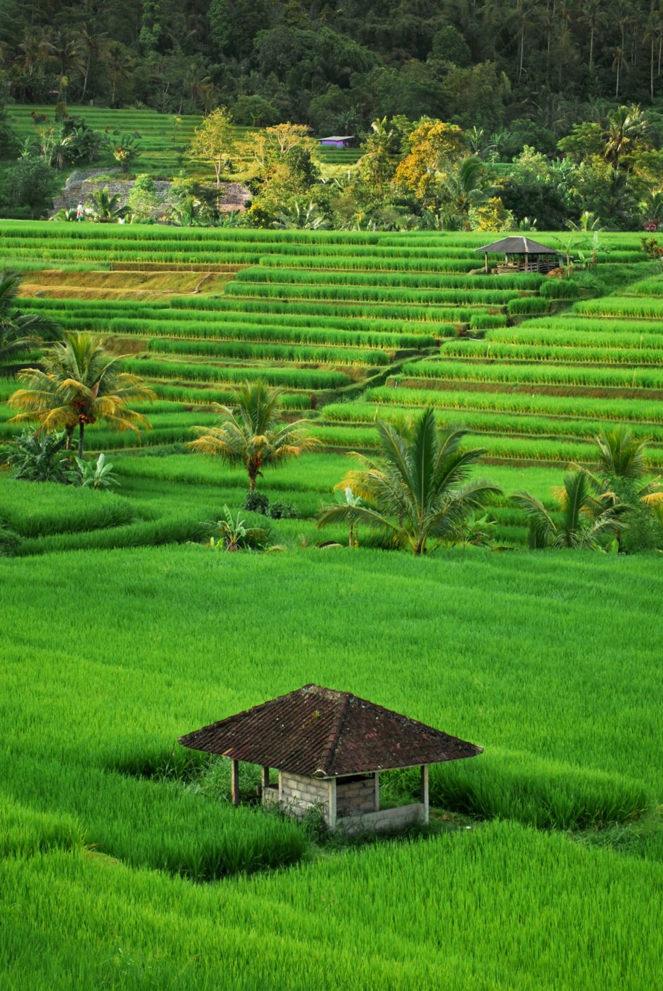 Bali Rice field