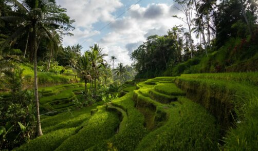 Bali Tegallalang Rice Field 2