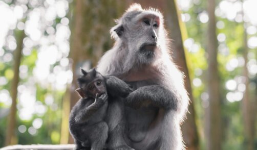 Bali Ubud Monkey Forest