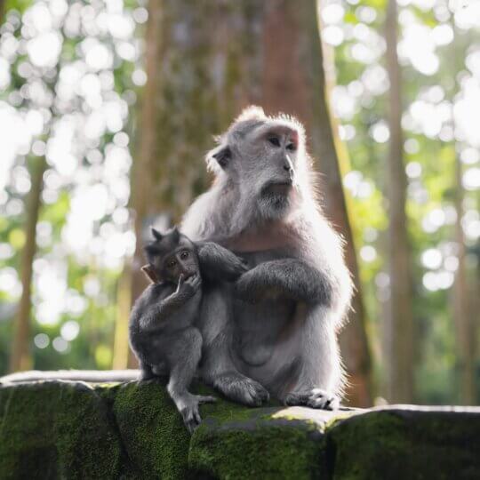 Bali Ubud Monkey Forest
