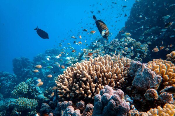 Bali diving snorkling