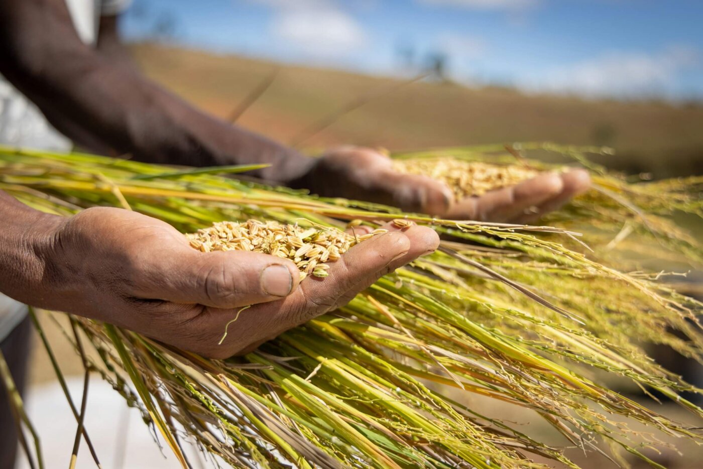 Bali rice