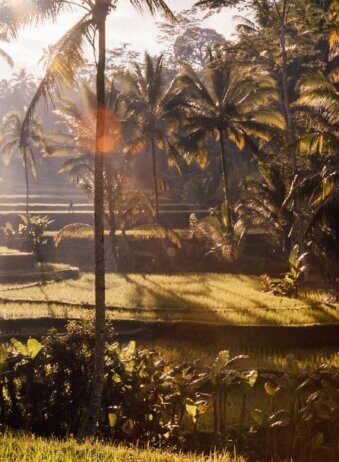 Bali rice field 4