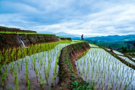 Bali Couple Rice field
