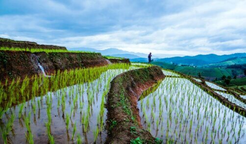 Bali treking rice field