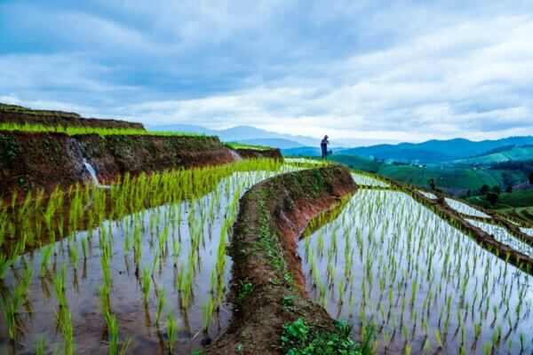 Bali treking rice field