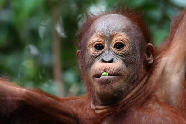 Borneo Tanjung Puting 21