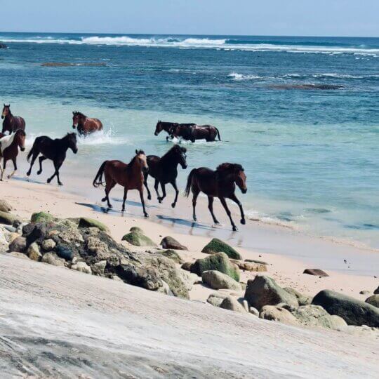 Horse Sumba