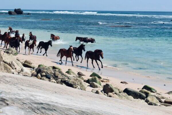 Horse Sumba