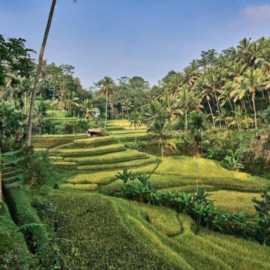 Jatiluwih-Bali-rizieres