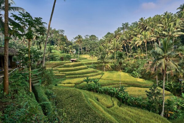 Jatiluwih-Bali-rizieres