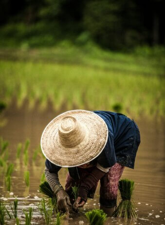 Rice Field Indonesia Bali