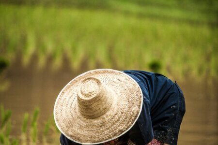 Rice Field Indonesia Bali
