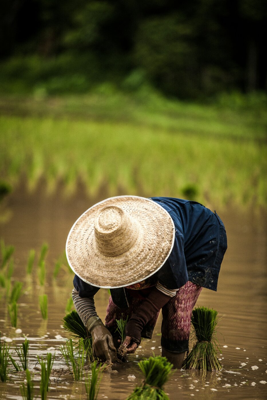 Rice Field Indonesia Bali