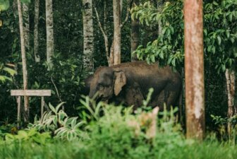 Sumatra Elephant Tangkhahan